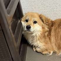 Thumbnail photo of Odaeng #2