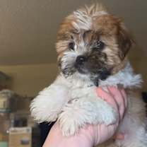 Thumbnail photo of Cleo #2