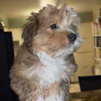 Thumbnail photo of Cleo #3