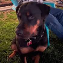 Thumbnail photo of Merit #4