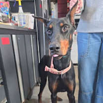 Thumbnail photo of TT General #1