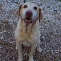 Thumbnail photo of Sandy #1