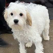 Thumbnail photo of Pecorino #1