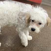 Thumbnail photo of Pecorino #2