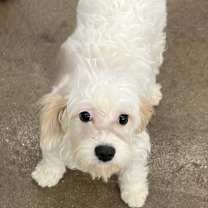 Thumbnail photo of Pecorino #4