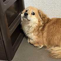 Thumbnail photo of Odaeng #2