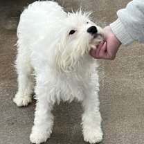 Thumbnail photo of Parmesan #4