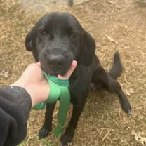 Thumbnail photo of Alatallo / Eliza #1