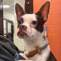 Thumbnail photo of Remy (GA) #1