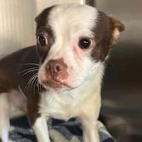 Thumbnail photo of Remy (GA) #2