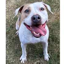 Thumbnail photo of BELLA #1