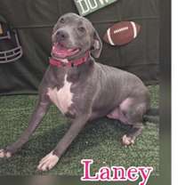 Thumbnail photo of Laney #1
