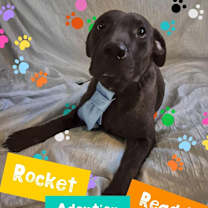 Thumbnail photo of ROCKET #3