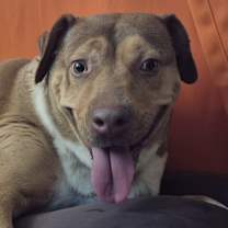 Thumbnail photo of CANELITA #2