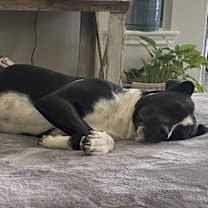 Thumbnail photo of CLYDE #4