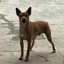 Thumbnail photo of Abe #2