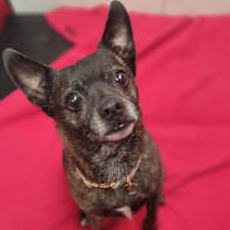 Thumbnail photo of Rose #1