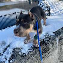 Thumbnail photo of Gator (FOSTERED LOCALLY) #1