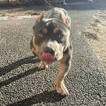 Thumbnail photo of Gator (FOSTERED LOCALLY) #2