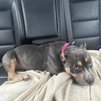 Thumbnail photo of Gator (FOSTERED LOCALLY) #4