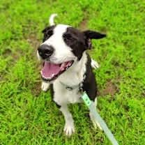 Thumbnail photo of Pongo #1