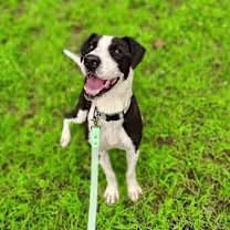 Thumbnail photo of Pongo #2