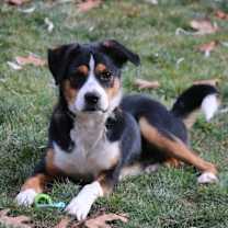 Thumbnail photo of Hamburgler #1