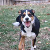 Thumbnail photo of Hamburgler #2