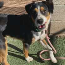 Thumbnail photo of Hamburgler #3