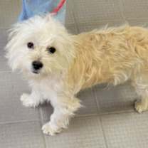 Thumbnail photo of Lenny #1