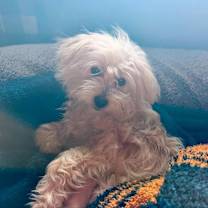 Thumbnail photo of Lenny #3