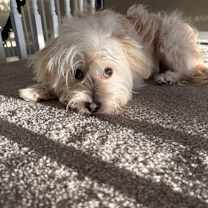 Thumbnail photo of Lenny #4