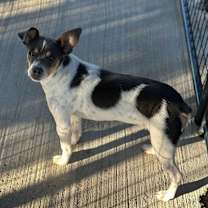 Thumbnail photo of Orville #1