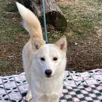 Thumbnail photo of Sheba #2