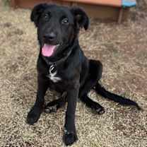 Thumbnail photo of Scooter #1