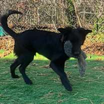 Thumbnail photo of Scooter #2