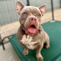 Thumbnail photo of Fig #1