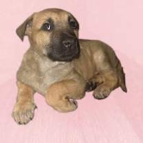 Thumbnail photo of Willow #1