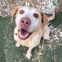 Thumbnail photo of Sandy #4