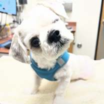 Thumbnail photo of London ( aka: Toby) #1