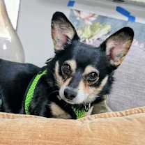 Thumbnail photo of Chip #2