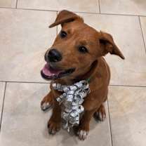 Thumbnail photo of Peanut #2