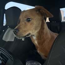 Thumbnail photo of Peanut #4