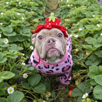 Thumbnail photo of Strawberry Rhubarb #1