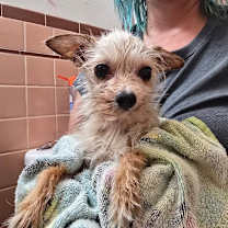 Thumbnail photo of Bang Fang #2