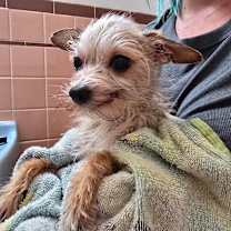 Thumbnail photo of Bang Fang #3