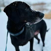 Thumbnail photo of Reik (Scout) #2