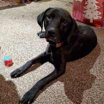 Thumbnail photo of Reik (Scout) #3