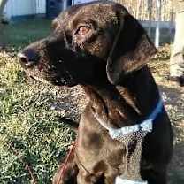 Thumbnail photo of Reik (Scout) #4