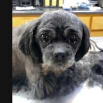 Thumbnail photo of Penny #2